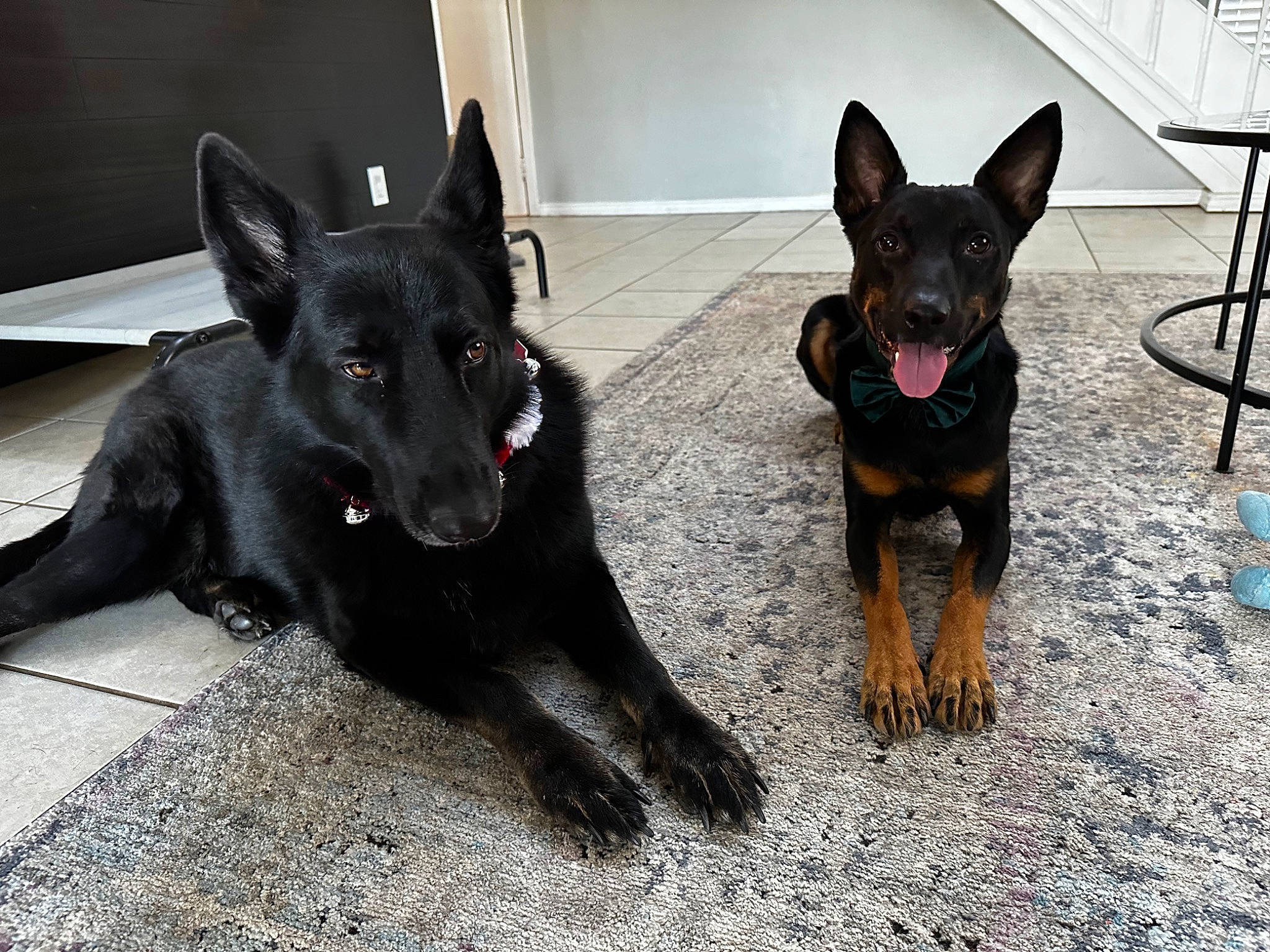 Rogue is registered to the contest to win money with this photo: canidae, carnivore, companion_dog, dog, dog_breed, dog_supply, east_european_shepherd, fawn, fur, german_shepherd_dog, guard_dog, herding_dog, old_german_shepherd_dog, prazsky_krysarik, snout, sporting_group, toy_dog, whiskers, working_animal, working_dog