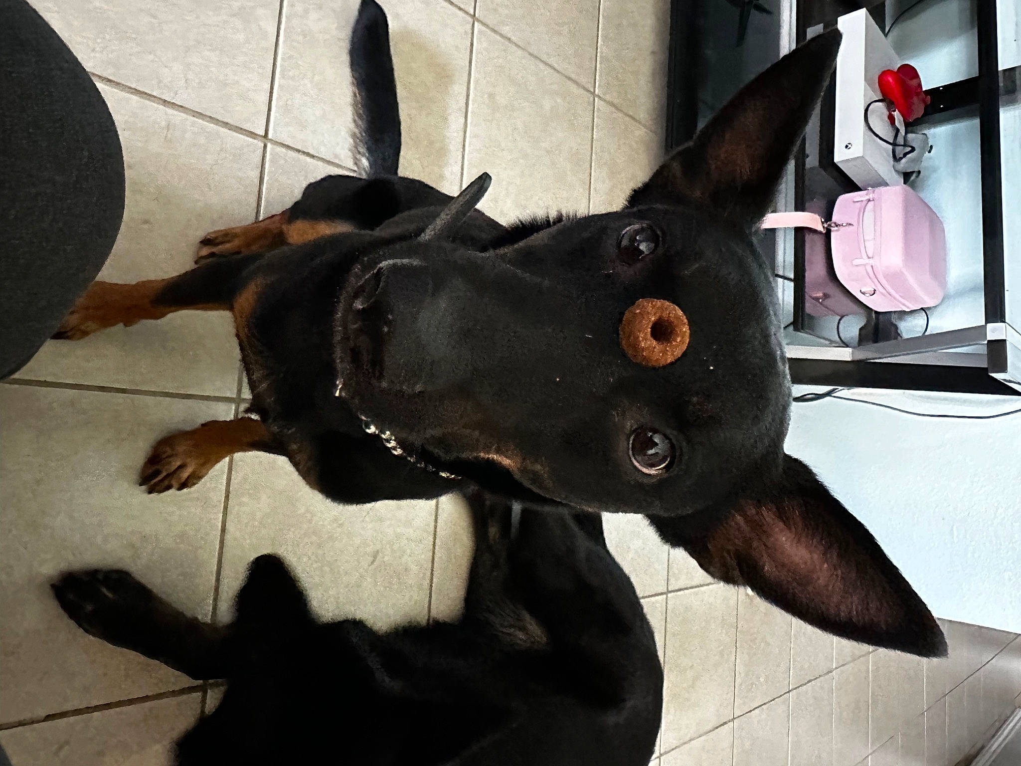 Gambit joined the competition — help win amazing prizes! art, canidae, carmine, collar, dog, dog_breed, dog_collar, ear, fawn, fur, guard_dog, horn, horse_tack, liver, metal, pack_animal, personal_protective_equipment, whiskers, window, working_animal