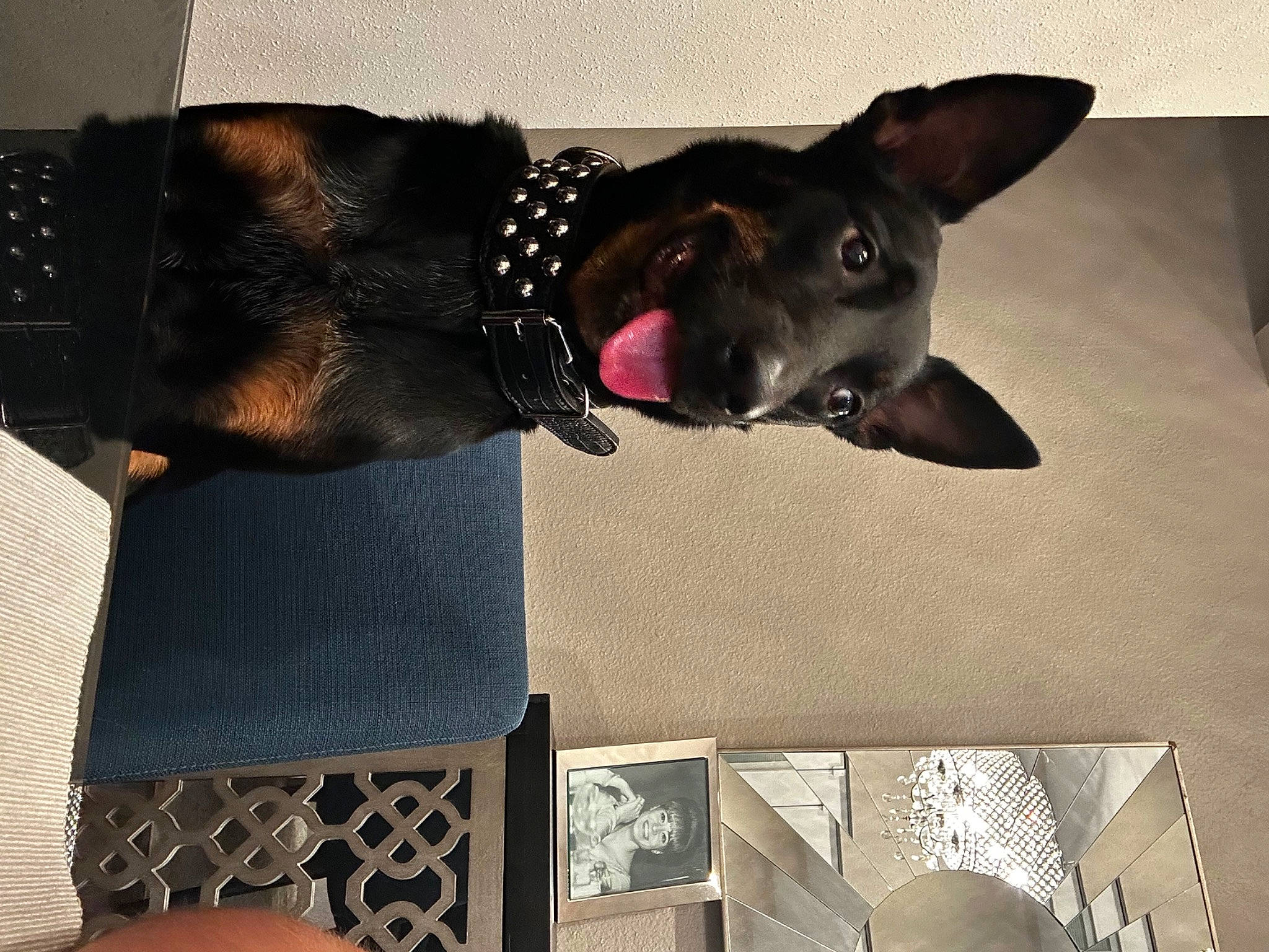 Gambit is registered to the contest to win money with this photo: canidae, carnivore, collar, comfort, companion_dog, dog, dog_breed, dog_collar, dog_supply, ear, fawn, grey, liver, pet_supply, pinscher, snout, sporting_group, whiskers, window, working_animal