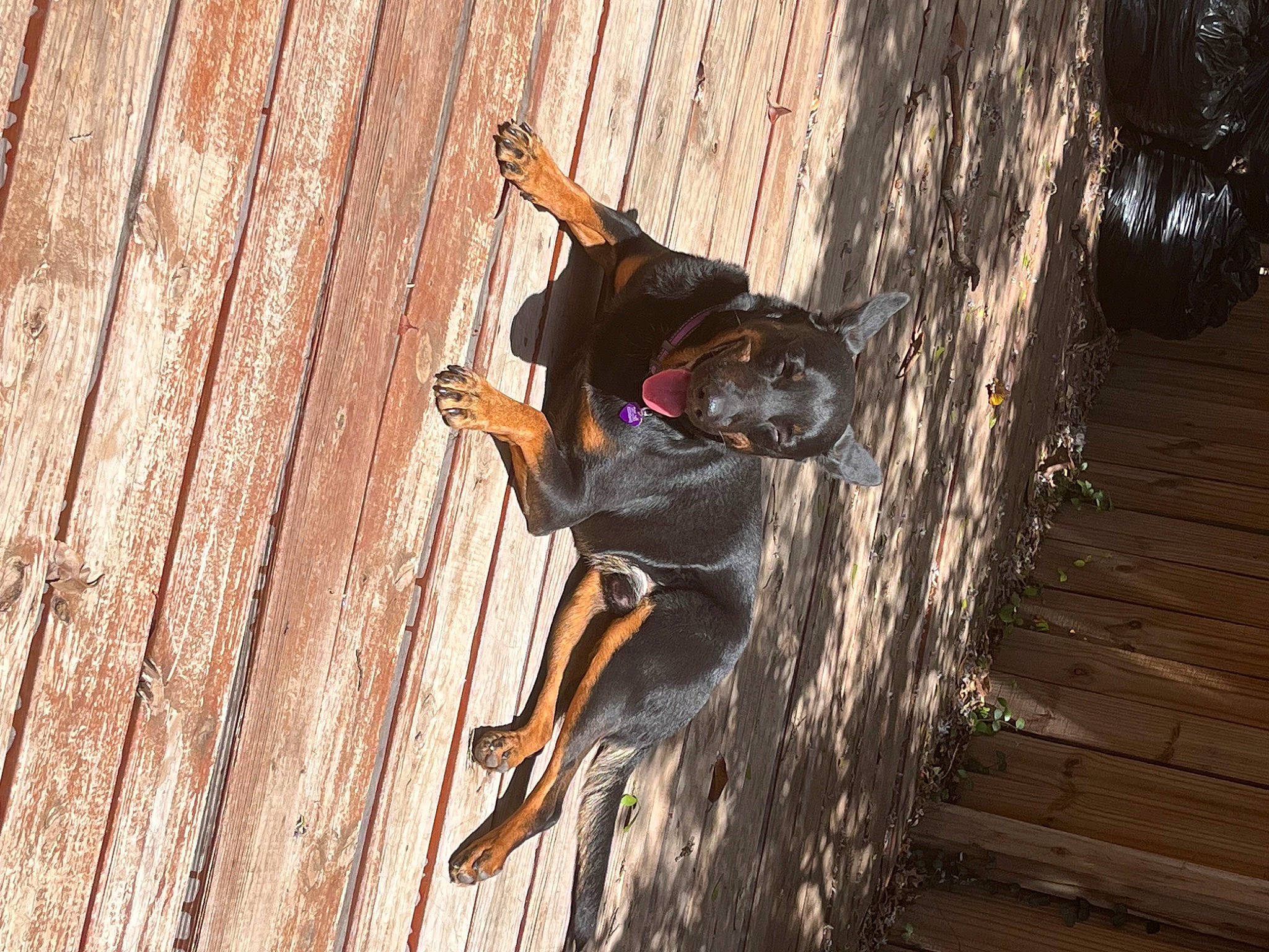 Gambit joined the competition — help win amazing prizes! dog, dog_breed, flooring, forest, fur, goggles, guard_dog, hardwood, plant, rope, shadow, sunglasses, tail, tree, trunk, wood, wood_stain, woodland