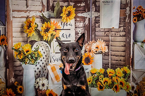 Gambit is registered to the contest to win money with this photo: carnivore, companion_dog, cut_flowers, dog, dog_breed, door, event, fawn, floral_design, floristry, flower, flower_arranging, orange, picture_frame, plant, pumpkin, spring, table, window, yellow