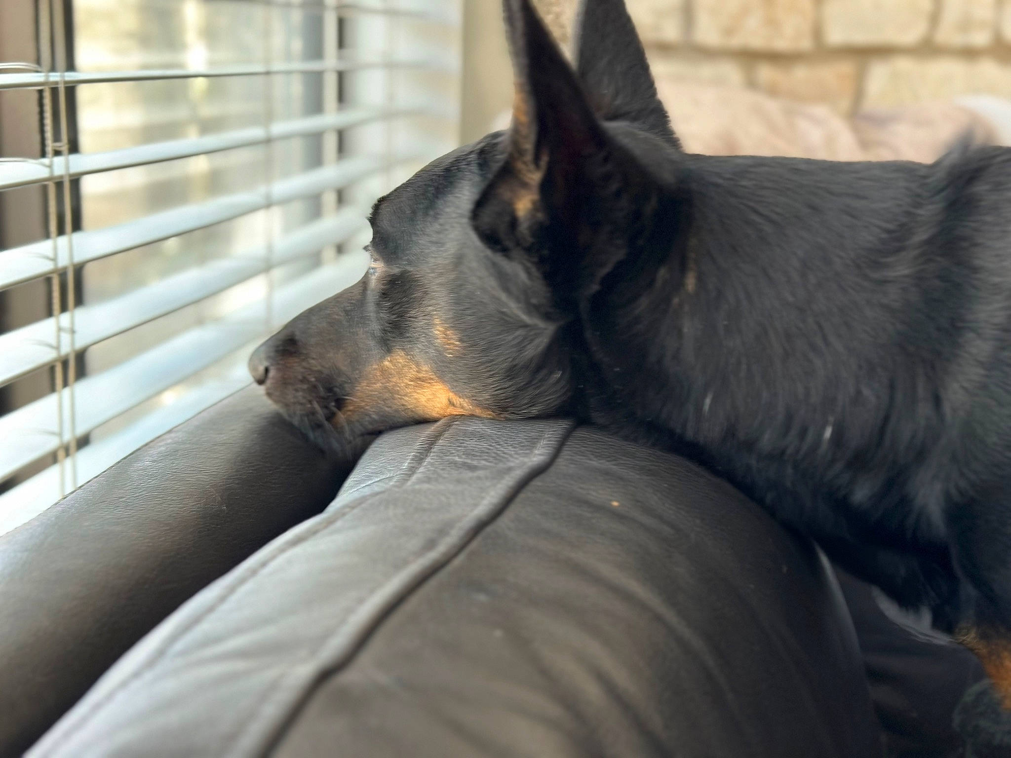 Gambit joined the competition — help win amazing prizes! canidae, carnivore, collar, comfort, companion_dog, dog, dog_breed, ear, fawn, fur, guard_dog, mammal, prazsky_krysarik, snout, sporting_group, toy_dog, vertebrate, whiskers, working_animal, working_dog