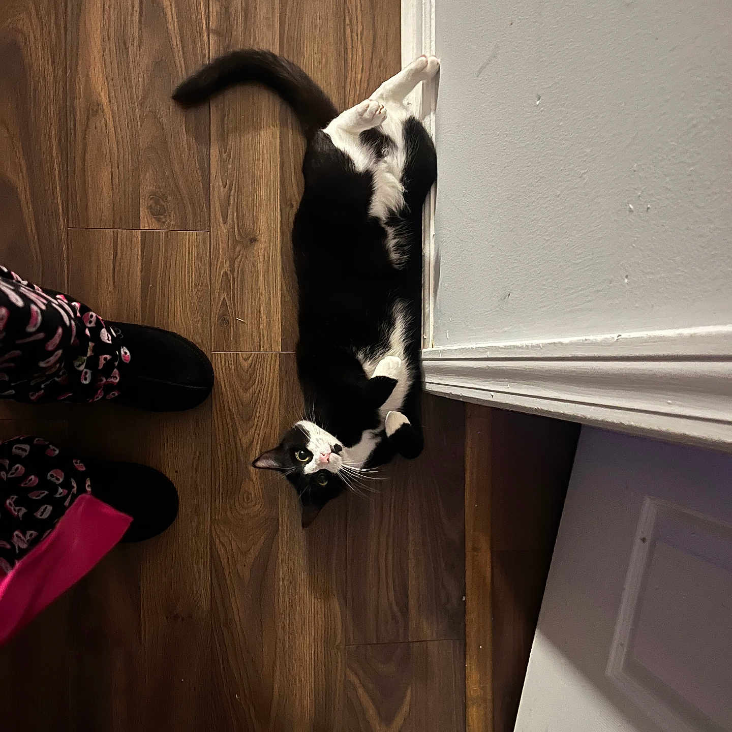 Kikko is registered to the contest to win money with this photo: animal, black_and_white, cat, cozy, curious, domestic_cat, feline, floor, home, indoor, looking_up, lying_down, pajamas, pet, quiet, relaxing, resting, slippers, wall, wooden_floor