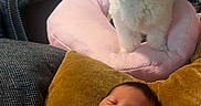 Shiloh is registered to the contest to win money with this photo: baby, sleeping, blanket, dog, white_dog, cushion, pillow, living_room, furniture, leather_chair, wall_art, indoors, pet, child, peaceful, guarding, text_overlay, cozy, pink, mustard
