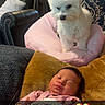 baby, sleeping, blanket, dog, white_dog, cushion, pillow, living_room, furniture, leather_chair, wall_art, indoors, pet, child, peaceful, guarding, text_overlay, cozy, pink, mustard