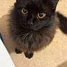 Arrow participe au concours pour gagner de l'argent avec cette photo : cat, black_cat, fluffy, yellow_eyes, pet, animal, cute, feline, indoor, looking_up, curious, whiskers, ears, tail, close_up, portrait, domestic_animal, fur, small, adorable