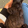 cat, black_cat, pet, animal, sleeping, relaxed, lap, person, hand, sweater, striped_sweater, jeans, footwear, slipper, rug, patterned_rug, indoor, cozy, furry, cute