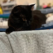 Arrow participe au concours pour gagner de l'argent avec cette photo : black_cat, cat, pet, animal, feline, yellow_eyes, curious, indoor, blanket, textured, soft_focus, fur, close_up, resting, looking_away, domestic_cat, cozy, home, cute, whiskers