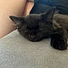 Arrow participe au concours pour gagner de l'argent avec cette photo : kitten, cat, sleeping, black_fur, paw, close_up, feline, resting, indoor, soft_texture, cozy, nap, cute, animal, pet, fur, relaxation, young_cat, calm, comfort