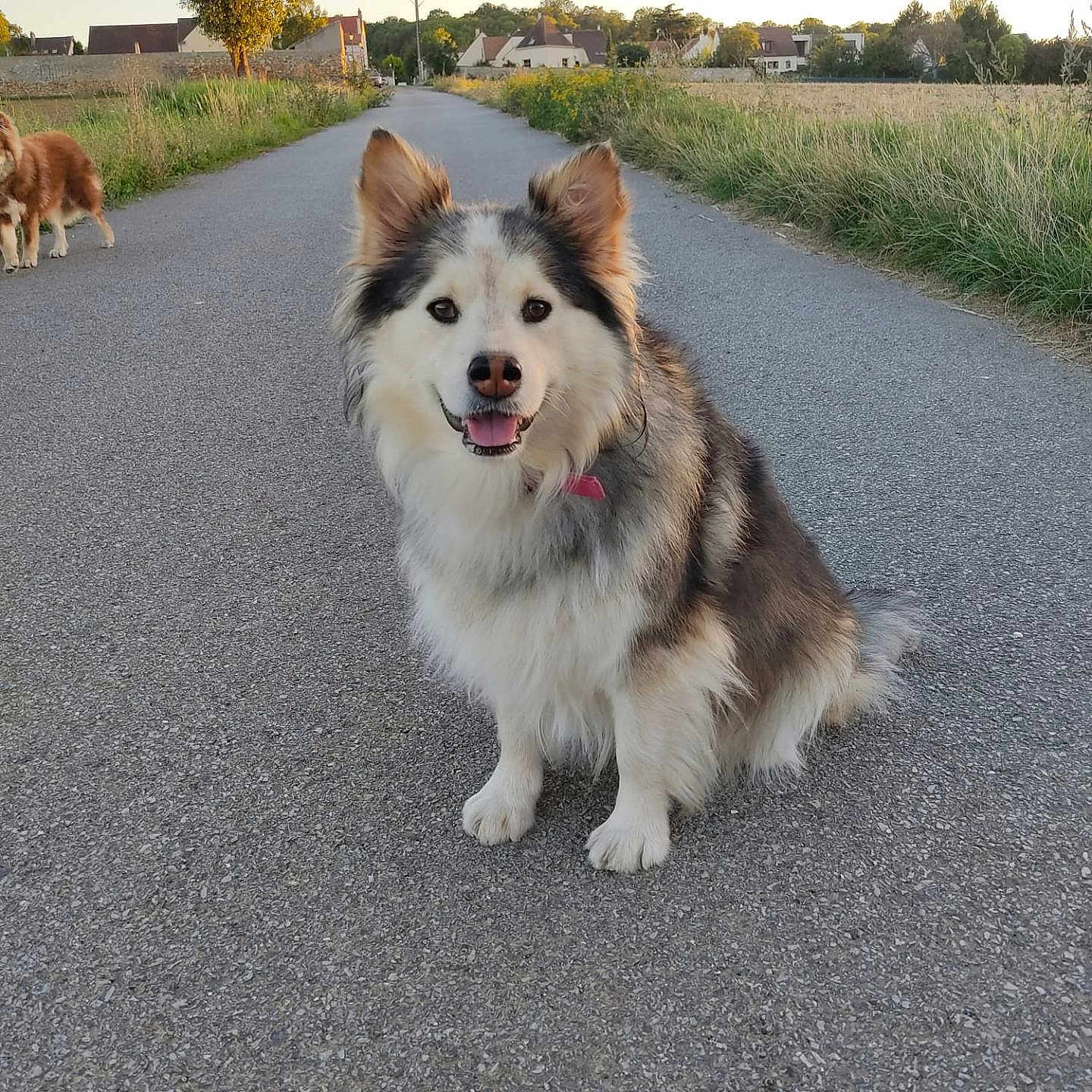 Raïka a rejoint le concours — aidez-le/la à gagner de superbes lots ! accessories, animal, canine, city, dog, eskimodog, grass, husky, nature, outdoors, path, pet, plant, puppy, road, street, tarmac, tree, urban, vegetation