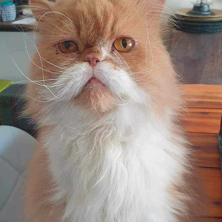 Jule participe au concours pour gagner de l'argent avec cette photo : animal, books, cat, closeup, cute, decor, domestic, fluffy, fur, furniture, indoor, orange, pet, plant, portrait, serious, table, tabletop, whiskers, white