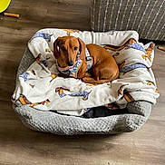 Charlie is registered to the contest to win money with this photo: dog, dachshund, dog_bed, blanket, cartoon_pattern, wooden_floor, couch, indoor, pet, resting, brown_dog, small_dog, cozy, fur, animal, canine, domestic, harness, bed, comfortable