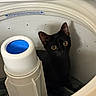 animal, appliance, black_cat, cat, detergent_dispenser, ears, feline, funny, household, indoors, kitten, laundry, pet, portrait, sitting, washing_machine, whiskers, white_interior, wide_eyes, yellow_eyes