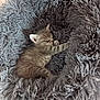 Sam participe au concours pour gagner de l'argent avec cette photo : animal, cat, comfort, cozy, cute, domestic_cat, fluffy, fur, gray, indoor, kitten, nap, peaceful, pet_bed, resting, sleeping, small, soft, tabby, young