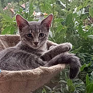 Sam a rejoint le concours — aidez-le/la à gagner de superbes lots ! animal, cat, cozy, cute, ears, feline, fur, gray_tabby, greenery, hammock, indoor, kitten, nature, pet, plant, relaxing, tail, whiskers, window, young