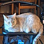 cat, feline, walker, mobility_aid, chair, wooden_chair, indoor, pet, animal, fur, tail, seat, resting, calm, domestic, home, medline, wheel, floor, quiet