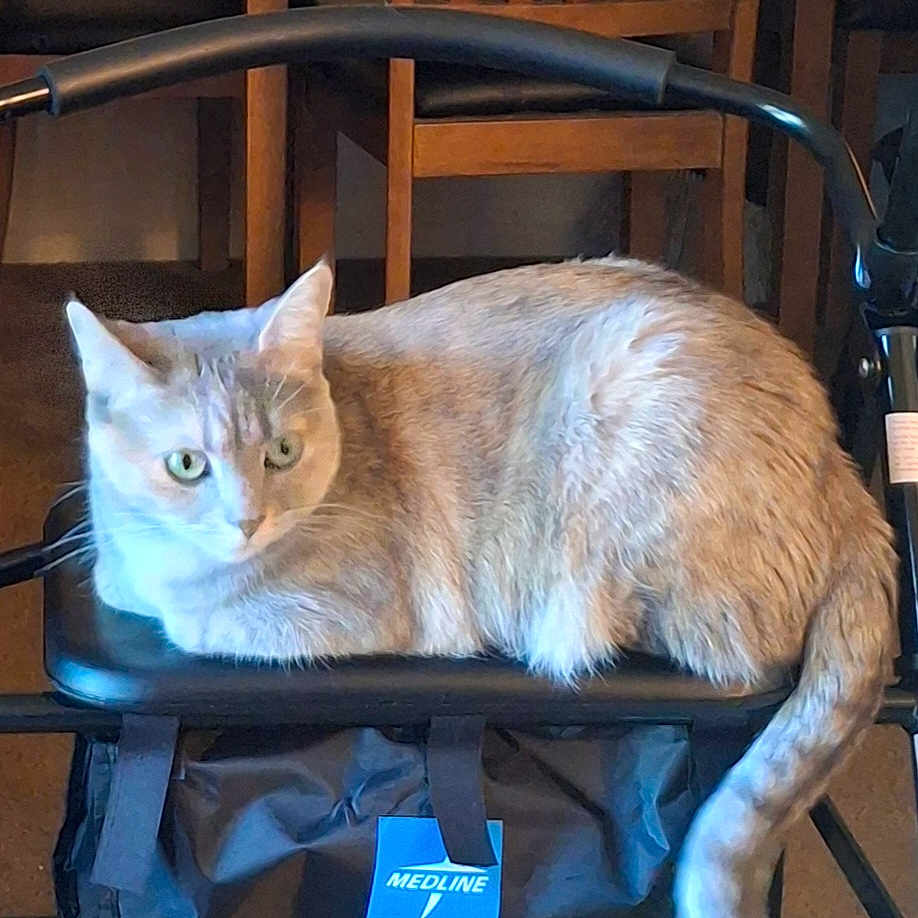 Hazel joined the competition — help win amazing prizes! animal, calm, cat, chair, domestic, feline, floor, fur, home, indoor, medline, mobility_aid, pet, quiet, resting, seat, tail, walker, wheel, wooden_chair