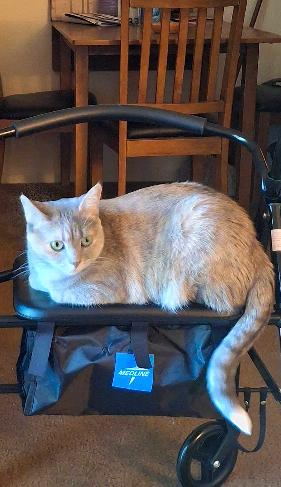 Hazel