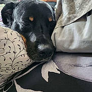 Copper joined the competition — help win amazing prizes! bed, bedding, black_dog, blanket, close_up, cozy, dog, face, fur, furniture, home_interior, nose, pattern, pet, pillow, relaxed, resting, rottweiler, sleeping, sleepy