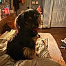 Paisley Grace is registered to the contest to win money with this photo: bed, black_dog, blanket, cozy, cushion, decor, dog, domestic, door, fur, furniture, household_items, indoor, living_space, pet, room, sleeping_area, tan_dog, warm_lighting, wooden_floor