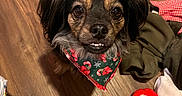 Paisley Grace joined the competition — help win amazing prizes! animal, bandana, black_dog, brown_dog, clothing, cozy, cute, dog, domestic, floor, fur, holiday_theme, home, indoors, looking_up, pet, portrait, slippers, small_dog, wooden_floor