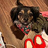 animal, bandana, black_dog, brown_dog, clothing, cozy, cute, dog, domestic, floor, fur, holiday_theme, home, indoors, looking_up, pet, portrait, slippers, small_dog, wooden_floor