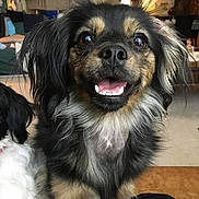 Paisley Grace is registered to the contest to win money with this photo: affenpinscher, animal, bodypart, canine, chihuahua, cockerspaniel, dog, face, head, hound, indoors, mouth, papillon, person, pet, photography, poodle, portrait, puppy, teeth