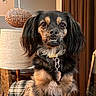Paisley Grace joined the competition — help win amazing prizes! animal, black_fur, chair, companion, cozy, cute, dog, domestic, expression, furniture, furry, indoor, lamp, living_room, long_fur, pet, portrait, sitting, tan_fur, underbite