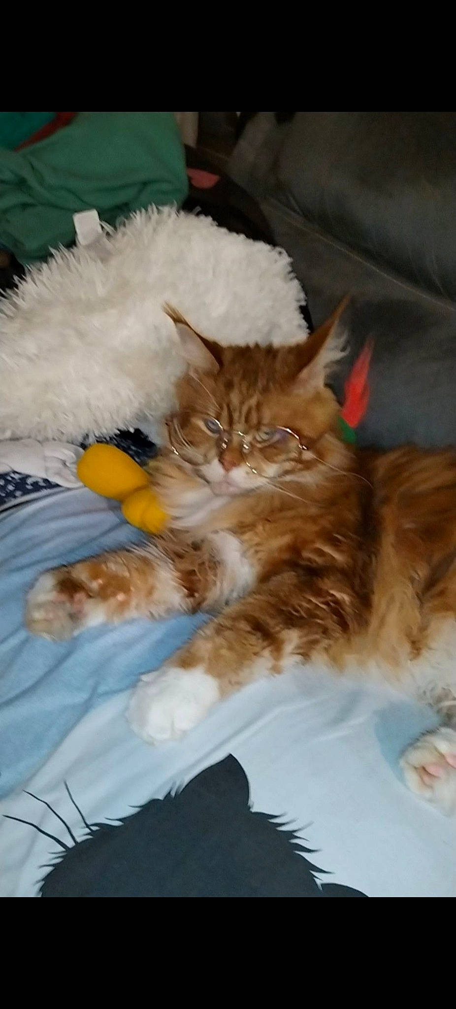 Priam a rejoint le concours — aidez-le/la à gagner de superbes lots ! carnivore, cat, claw, comfort, companion_dog, fawn, felidae, fur, mammal, nap, paw, sleep, small_to_medium_sized_cats, tail, whiskers