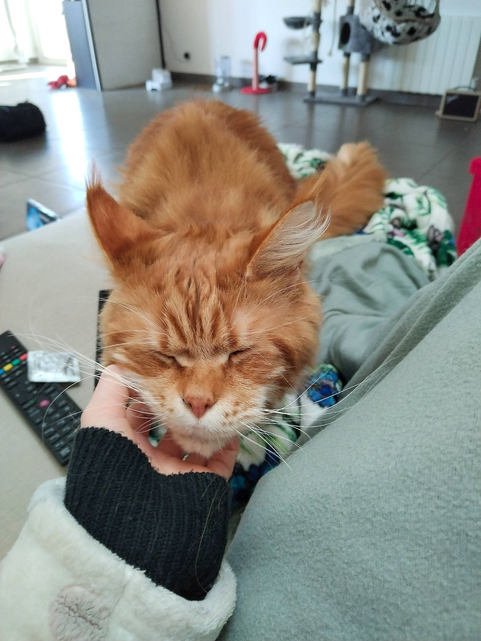 Priam a rejoint le concours — aidez-le/la à gagner de superbes lots ! cabinetry, carnivore, cat, claw, comfort, domestic_short_haired_cat, fawn, felidae, fur, gesture, human_leg, kitchen_appliance, lap, paw, refrigerator, room, sitting, small_to_medium_sized_cats, tail, whiskers