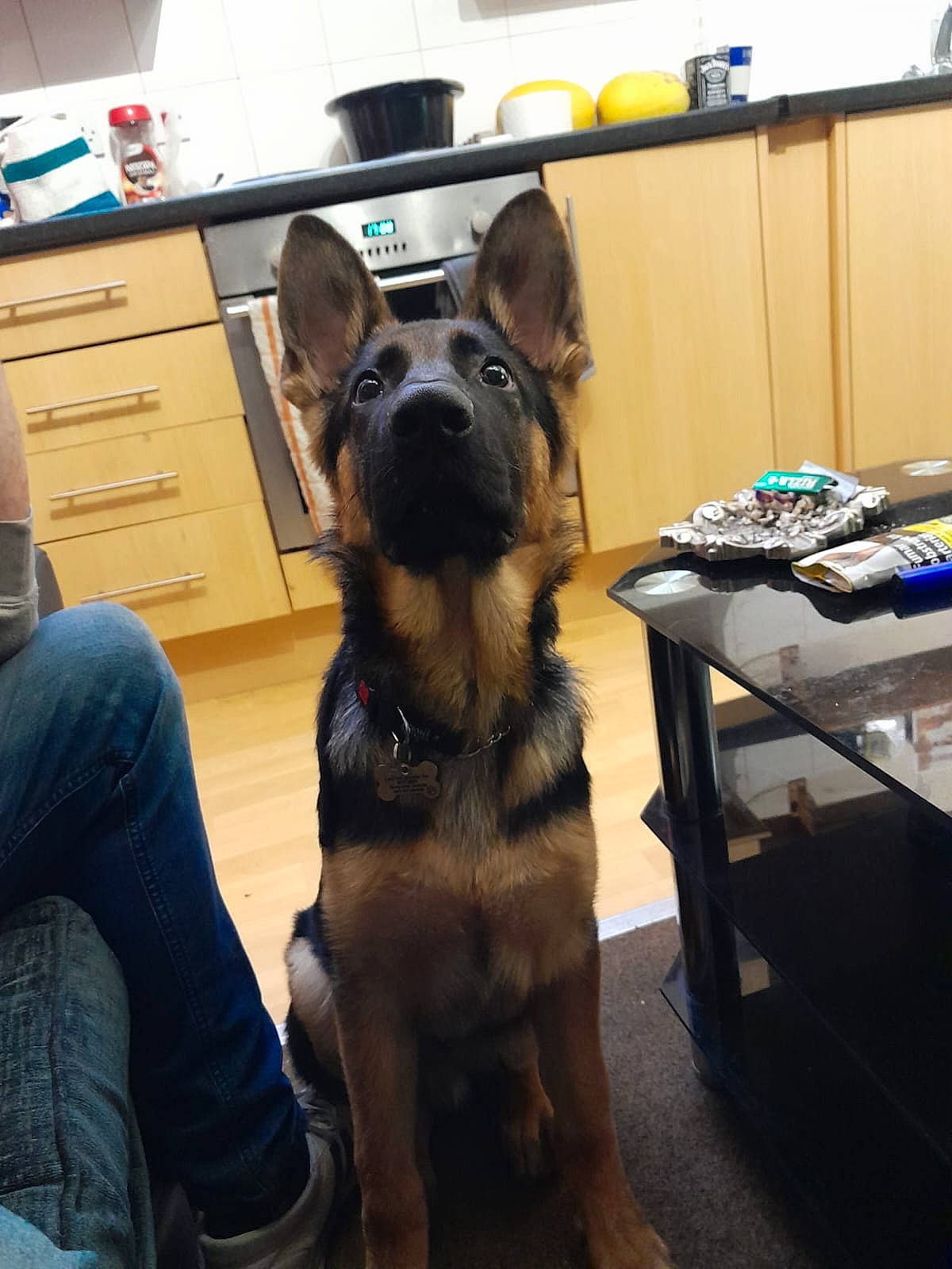 Kaiser joined the competition — help win amazing prizes! cabinetry, carnivore, chair, chest_of_drawers, collar, companion_dog, desk, dog, dog_breed, dog_collar, drawer, fawn, flooring, fur, guard_dog, mammal, room, snout, table, working_animal