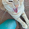 Nya Nya joined the competition — help win amazing prizes! cat, orange_tabby, tongue_out, fangs, whiskers, close_up, brick_floor, teal_chair, paw, outdoor, pet, animal, cute, playful, feline, expression, tongue, sitting, funny_face, domestic_cat