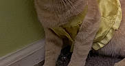 Nya Nya is registered to the contest to win money with this photo: cat, orange_cat, pet, indoor, carpet, yellow_dress, clothing, feline, animal, domestic_animal, whiskers, ears, floor, wall, furniture, curious, sitting, closeup, household, cute