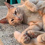 Nya Nya joined the competition — help win amazing prizes! cat, ginger, feline, paws, relaxed, sunlight, outdoor, concrete, closeup, whiskers, ears, fur, pet, sleepy, animal, cute, resting, daylight, nature, texture