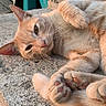 cat, ginger, feline, paws, relaxed, sunlight, outdoor, concrete, closeup, whiskers, ears, fur, pet, sleepy, animal, cute, resting, daylight, nature, texture