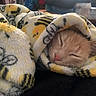 Nya Nya joined the competition — help win amazing prizes! cat, sleeping, blanket, orange_cat, cozy, cute, indoor, pet, fur, nap, soft, closeup, resting, animal, domestic, warm, comfort, relaxation, face, pink_nose