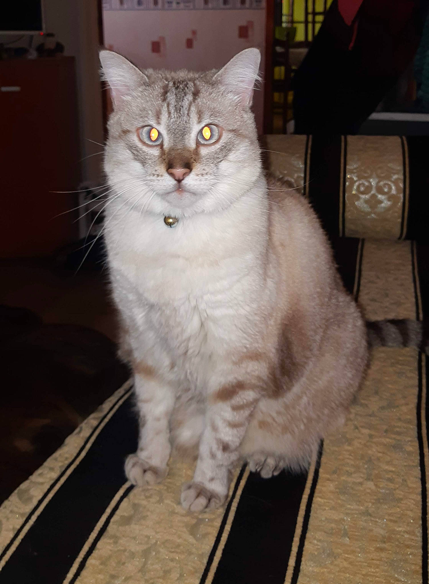 Etoile participe au concours pour gagner de l'argent avec cette photo : asian, asian_semi_longhair, british_semi_longhair, burmilla, carnivore, cat, domestic_long_haired_cat, eye, fawn, felidae, fur, mammal, norwegian_forest_cat, persian, siberian, small_to_medium_sized_cats, turkish_angora, vertebrate, whiskers