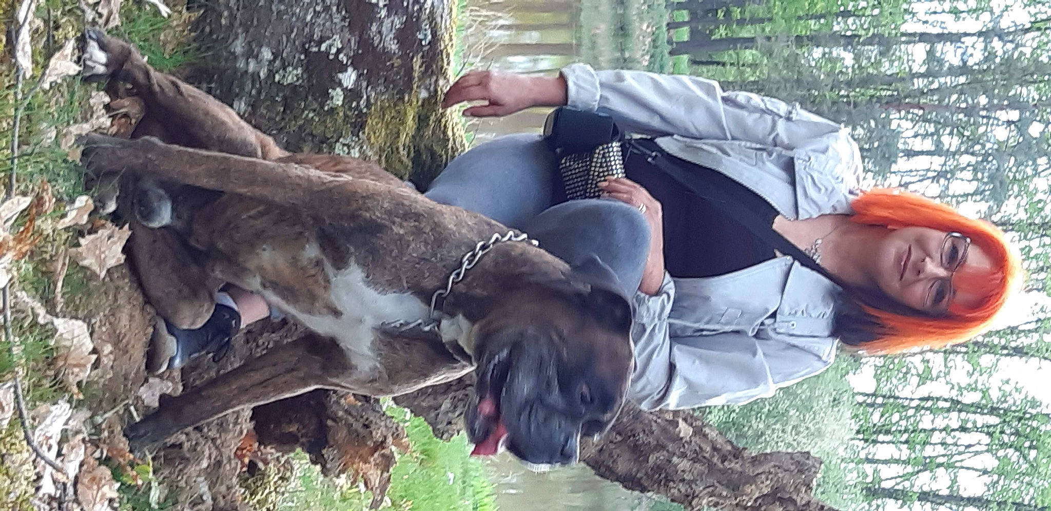 Hypso a rejoint le concours — aidez-le/la à gagner de superbes lots ! canidae, carnivore, dog, dog_breed, fila_brasileiro, german_shorthaired_pointer, hunting_dog, pointer, sporting_group