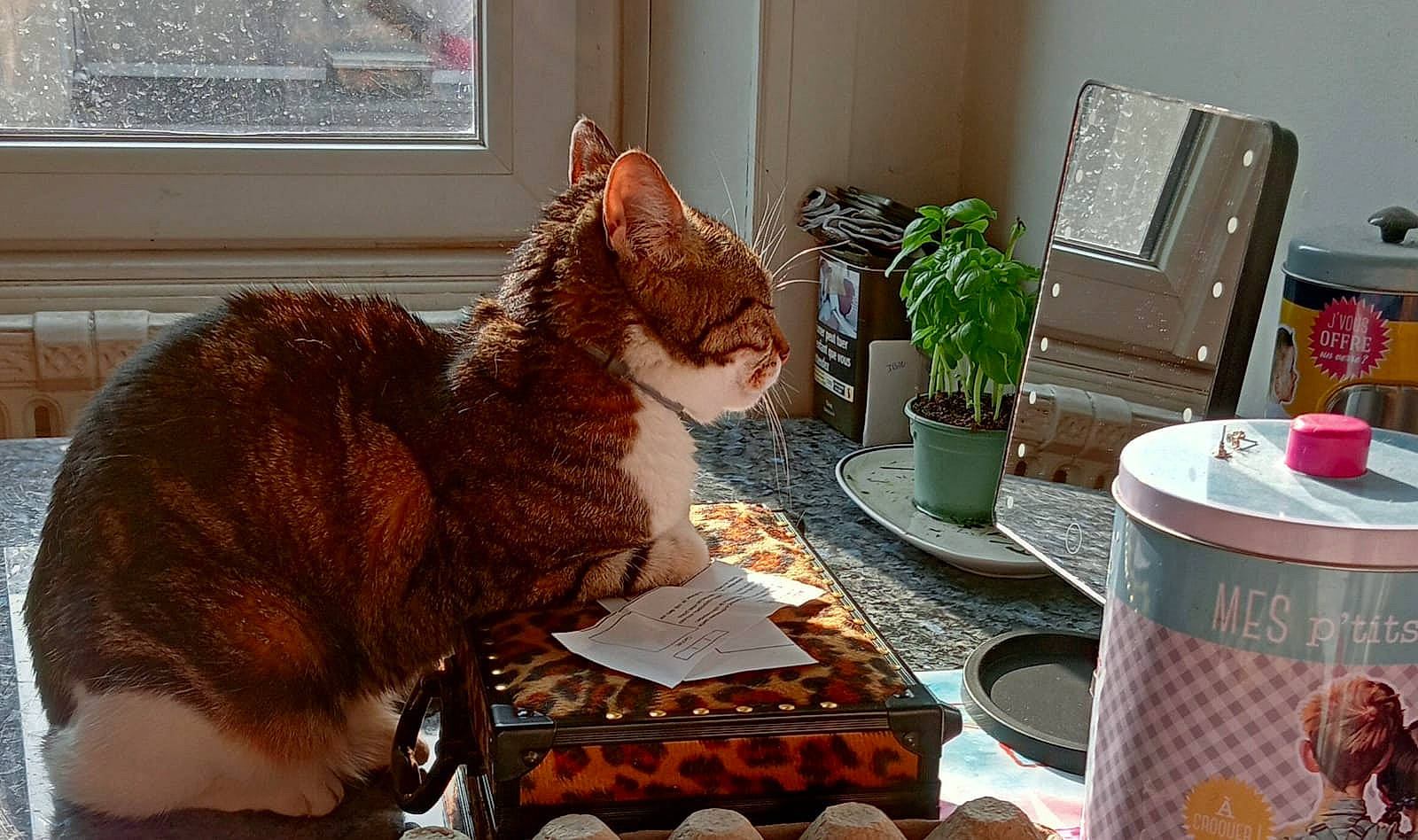 Peace participe au concours pour gagner de l'argent avec cette photo : carnivore, cat, comfort, domestic_short_haired_cat, felidae, flowerpot, fur, house, houseplant, interior_design, plant, room, small_to_medium_sized_cats, table, tail, terrestrial_animal, whiskers, window, window_blind, wood