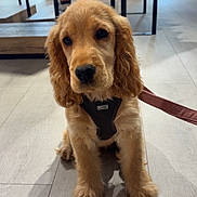 Rosie participe au concours pour gagner de l'argent avec cette photo : animal, canine, clothing_store, curious, cute, dog, domestic_animal, ears, floor, fur, golden_retriever, harness, indoor, leash, mannequin, pet, puppy, sitting, wooden_floor, young