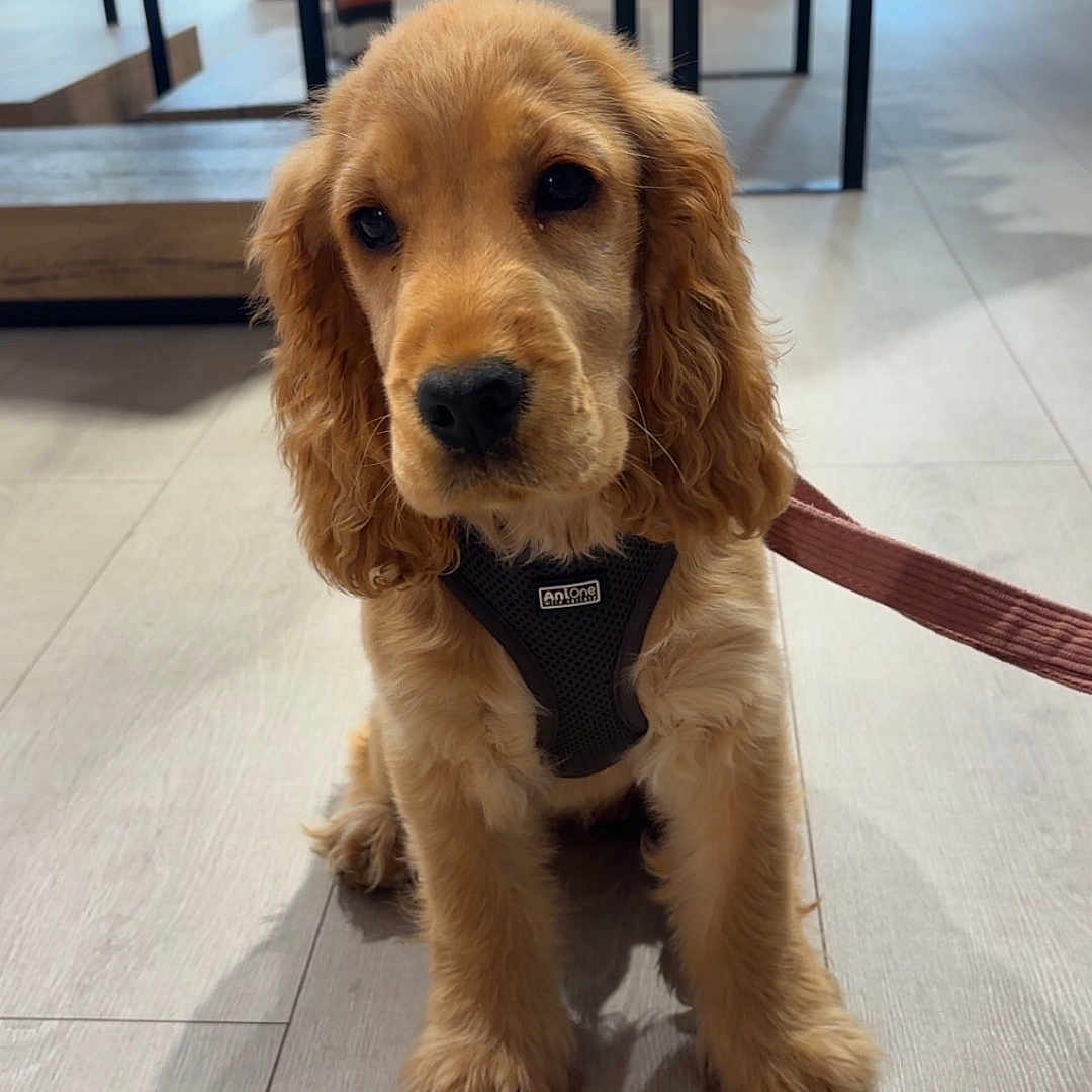 Rosie participe au concours pour gagner de l'argent avec cette photo : animal, canine, clothing_store, curious, cute, dog, domestic_animal, ears, floor, fur, golden_retriever, harness, indoor, leash, mannequin, pet, puppy, sitting, wooden_floor, young