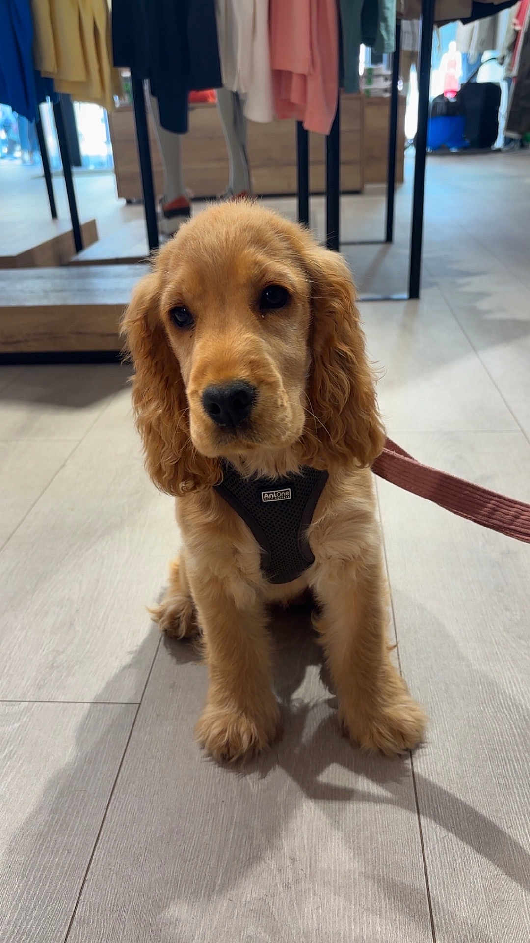 Rosie participe au concours pour gagner de l'argent avec cette photo : animal, canine, clothing_store, curious, cute, dog, domestic_animal, ears, floor, fur, golden_retriever, harness, indoor, leash, mannequin, pet, puppy, sitting, wooden_floor, young