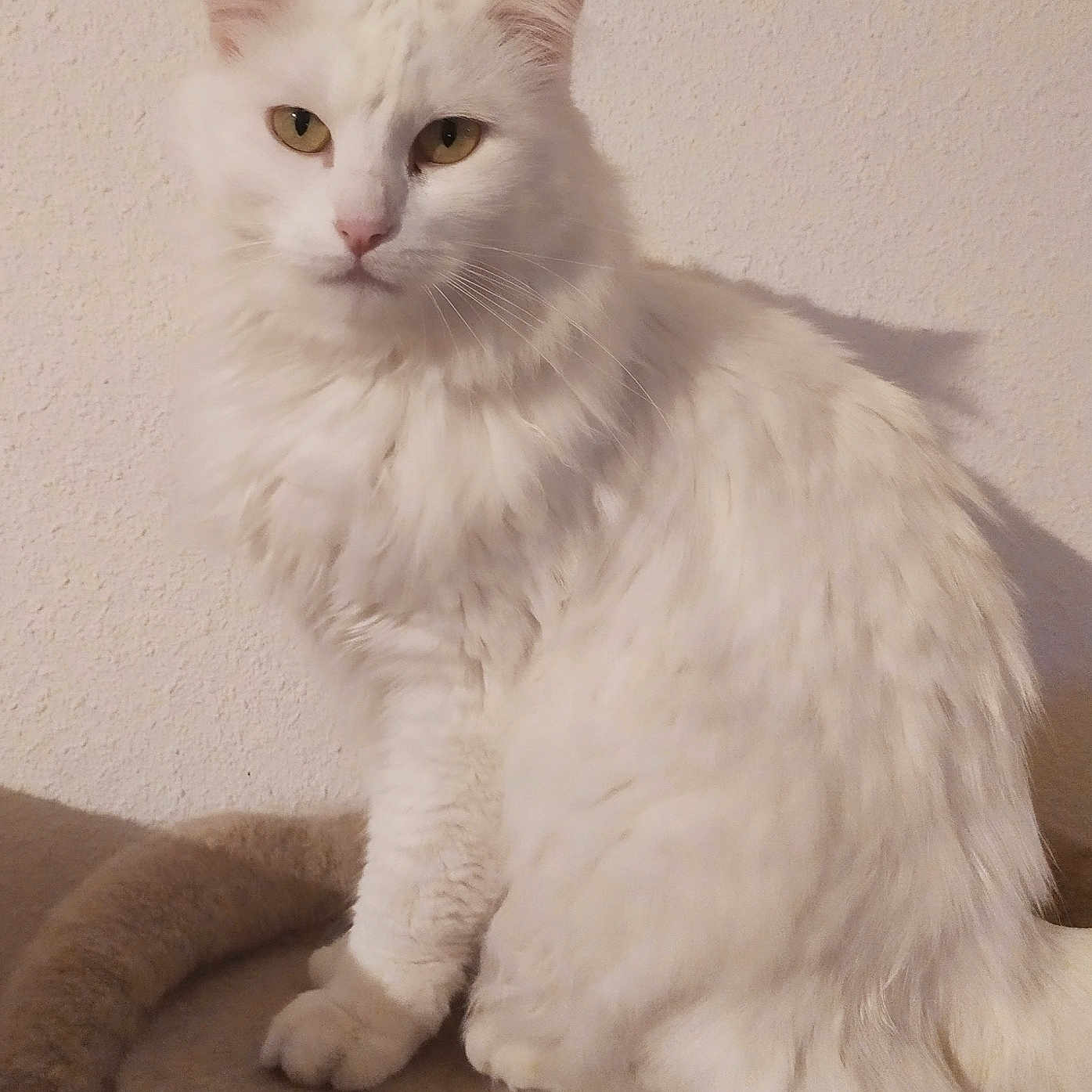 Selena participe au concours pour gagner de l'argent avec cette photo : abyssinian, angora, animal, cat, kitten, manx, pet, siamese, white