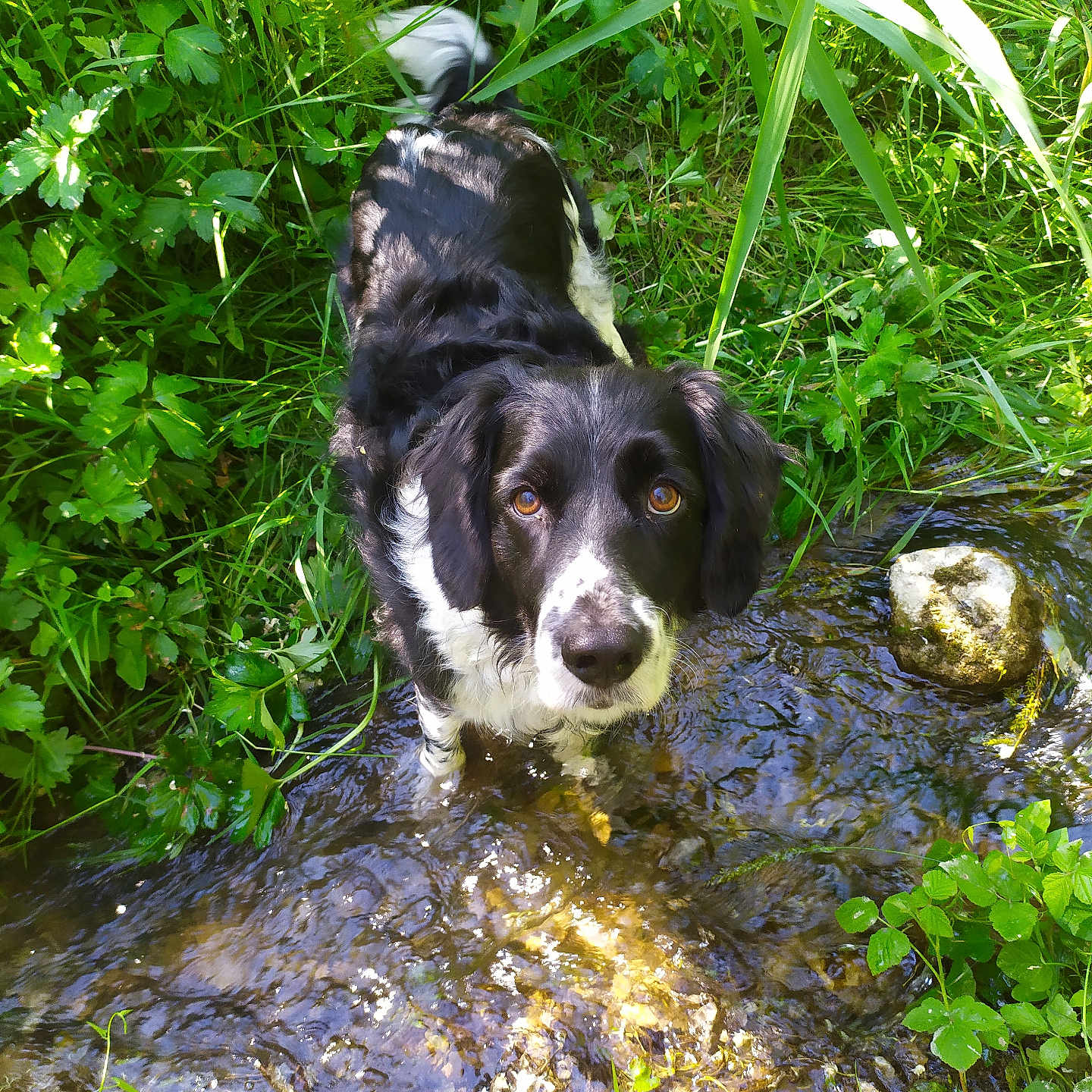 Patapouf participe au concours pour gagner de l'argent avec cette photo : animal, bird, canine, dog, grass, green, herbal, herbs, hound, land, leaf, nature, outdoors, pet, plant, pond, puppy, stream, vegetation, water