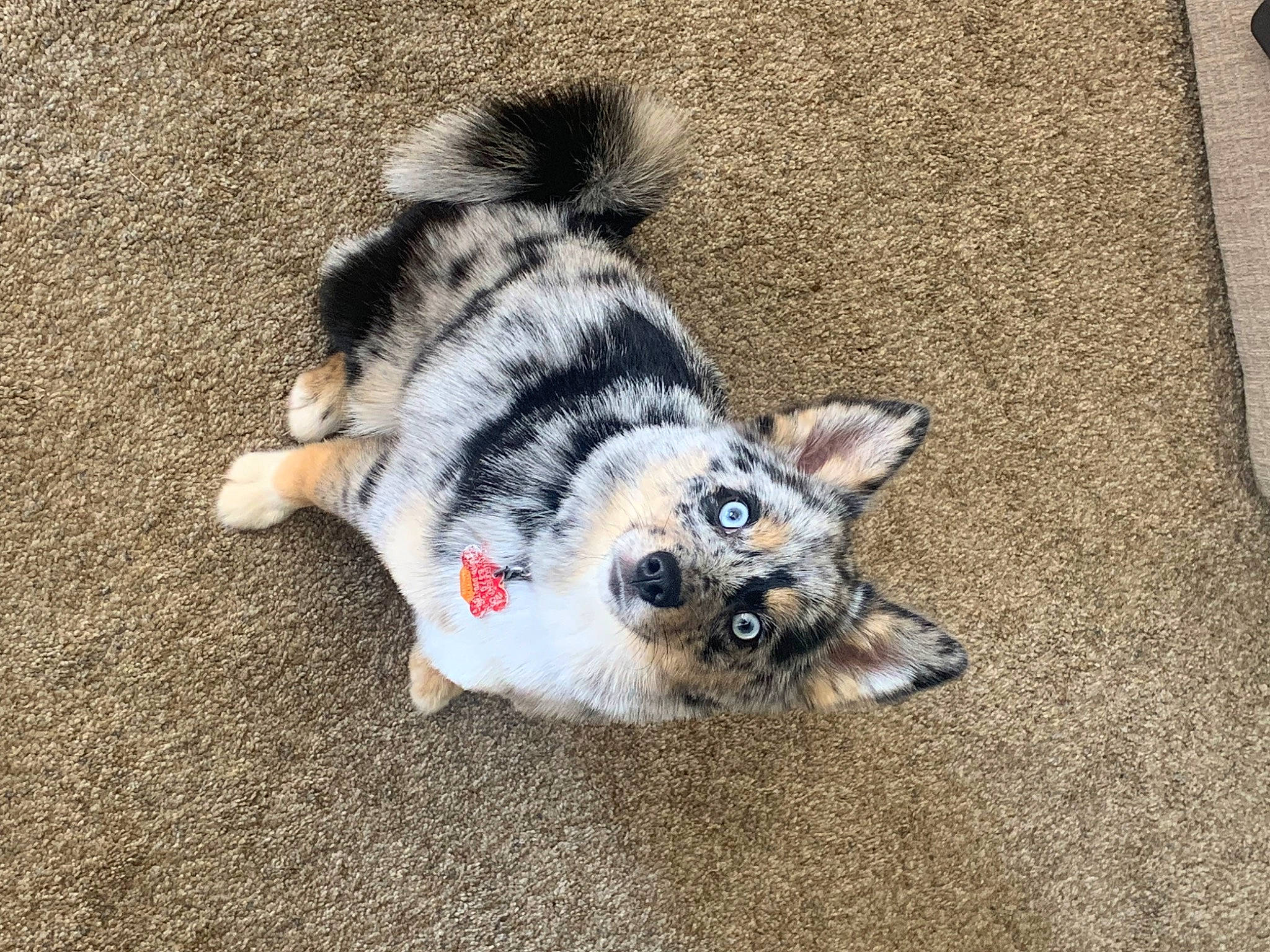 Bailey is registered to the contest to win money with this photo: asphalt, canidae, carnivore, claw, companion_dog, dog, dog_breed, dog_supply, fawn, felidae, fur, paw, road_surface, small_to_medium_sized_cats, soil, sporting_group, tail, terrestrial_animal, whiskers, working_animal