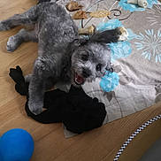 Tao participe au concours pour gagner de l'argent avec cette photo : animal, balloon, canine, couch, cushion, dog, furniture, hardwood, homedecor, hound, indoors, interiordesign, pet, plywood, poodle, puppy, slate, sphere, terrier, wood