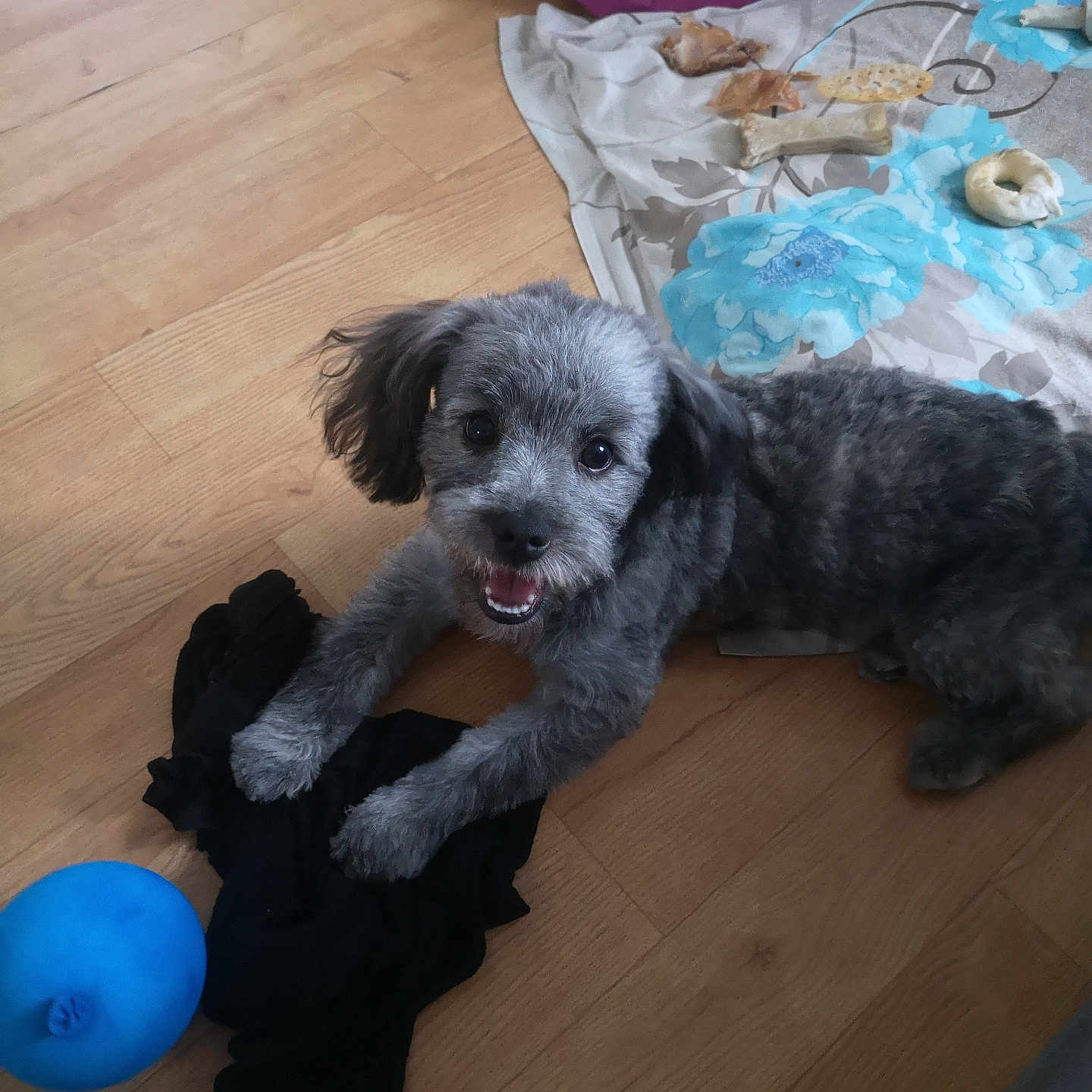 Tao participe au concours pour gagner de l'argent avec cette photo : accessories, affenpinscher, animal, bag, balloon, canine, cockerspaniel, couch, dog, furniture, handbag, hardwood, pet, plywood, poodle, puppy, slate, sphere, terrier, wood