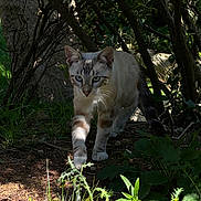 Kiro a rejoint le concours — aidez-le/la à gagner de superbes lots ! alert, animal, bush, cat, feline, forest, grass, greenery, ground, leaves, mammal, nature, outdoor, plant, predator, shadow, sunlight, tree, walking, wildlife