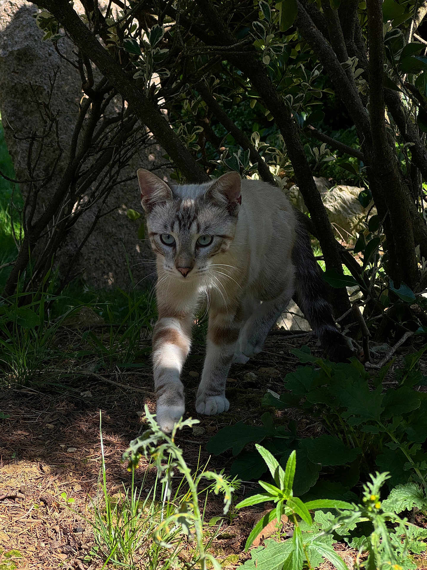 Kiro a rejoint le concours — aidez-le/la à gagner de superbes lots ! alert, animal, bush, cat, feline, forest, grass, greenery, ground, leaves, mammal, nature, outdoor, plant, predator, shadow, sunlight, tree, walking, wildlife