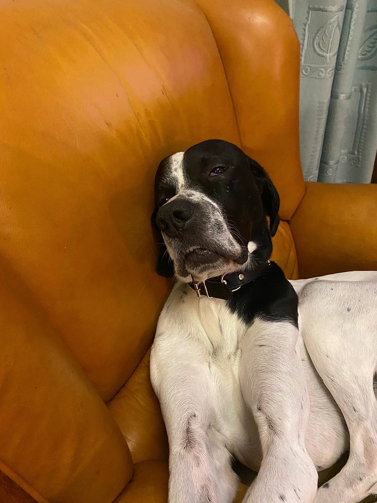 Léo participe au concours pour gagner de l'argent avec cette photo : canidae, carnivore, comfort, companion_dog, dog, dog_breed, elbow, fawn, foot, great_dane, human_leg, knee, molosser, paw, sitting, snout, sporting_group, thigh, whiskers, working_animal
